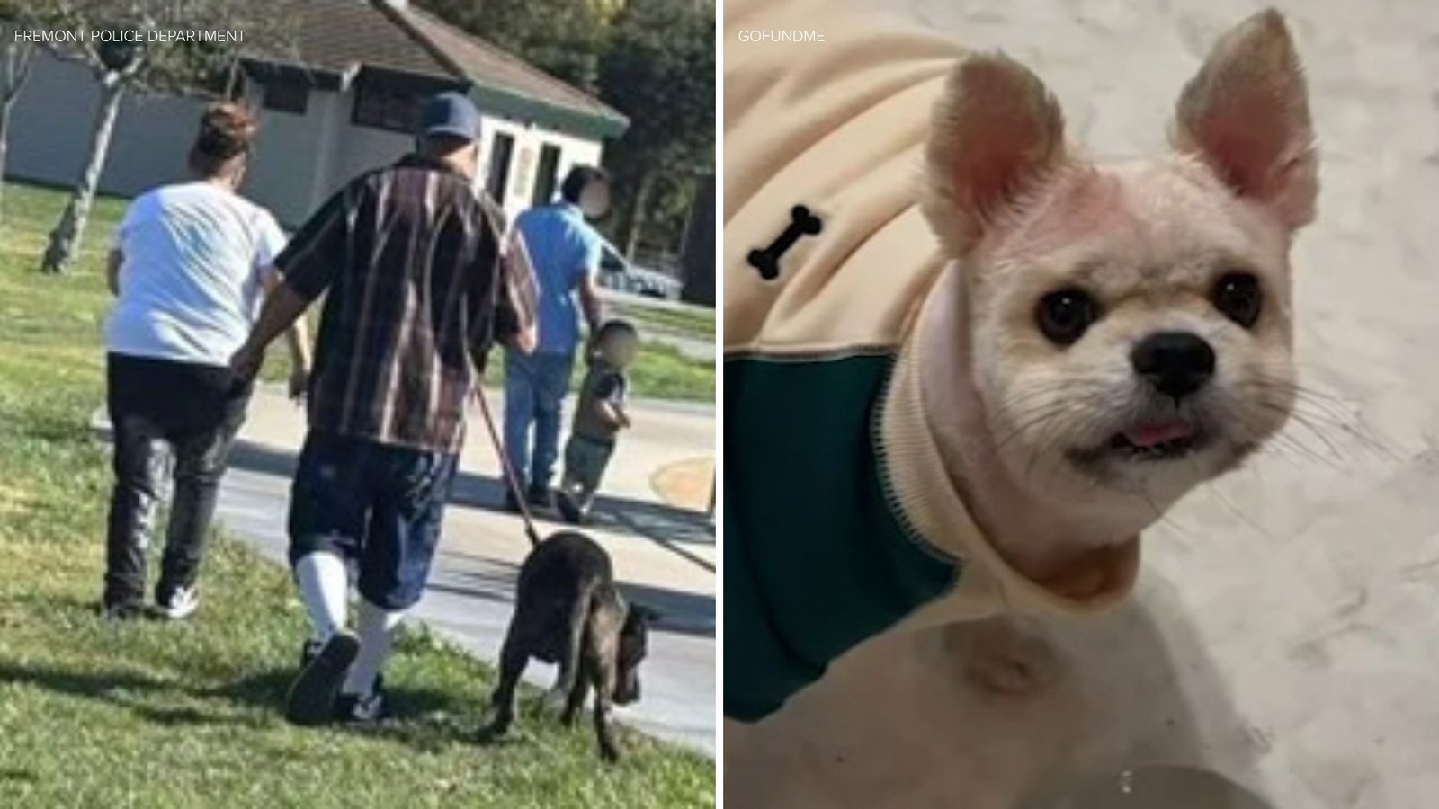 Fremont Police Searching for Dog and Owner After Fatal Park Attack That Killed Pet Named ‘Cheese’
