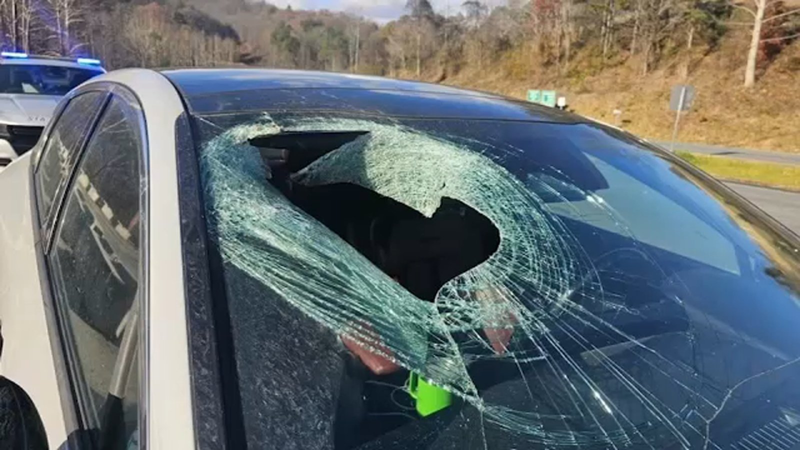 North Carolina Driver Left Shaken After Bald Eagle Drops Cat Through Her Windshield on Rural Highway
