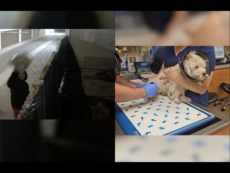 Anaheim Police Investigate Woman Caught on Video Throwing Small Dog Over Fence at Veterinary Clinic