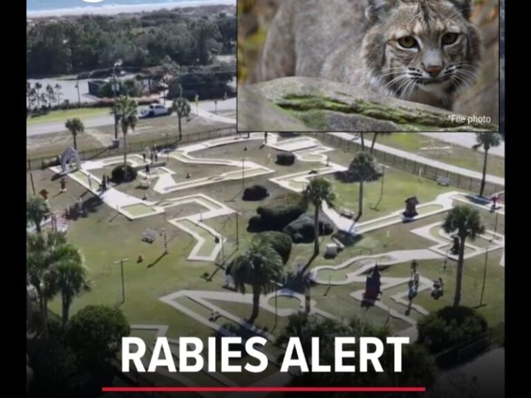 Bobcat Tests Positive for Rabies After Attacking Woman at Jekyll Island Mini Golf Course, Officials Confirm