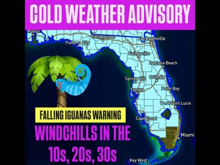 Cold Weather Advisory Issued for Florida as Temperatures Drop — and Iguanas Could Fall from Trees