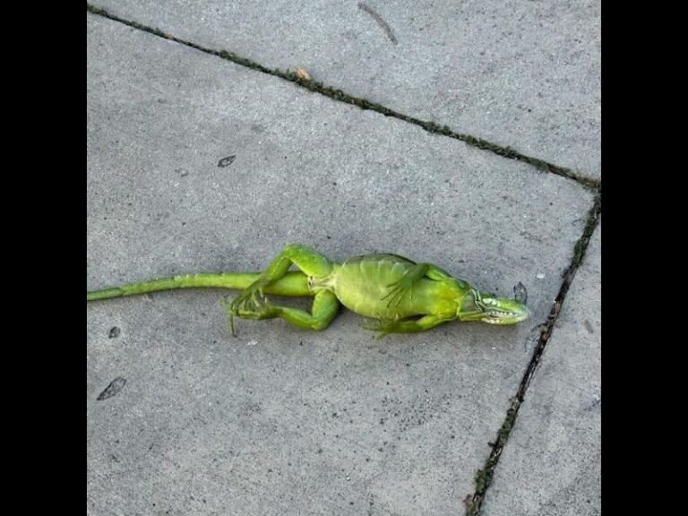 Cold Weather Stuns Iguanas in Florida, Causing Them to Fall from Trees as Temperatures Hit 30s