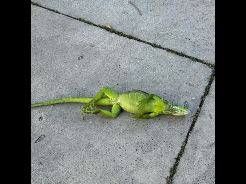 Cold Weather Stuns Iguanas in Florida, Causing Them to Fall from Trees as Temperatures Hit 30s