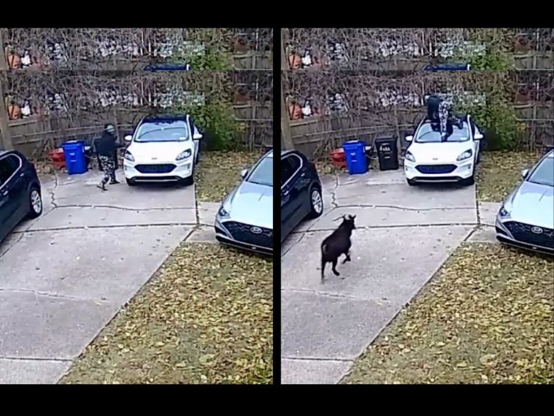 Loose Goat Caught on Video Chasing Residents Through Detroit Neighborhood, Sending Man Scrambling onto Car