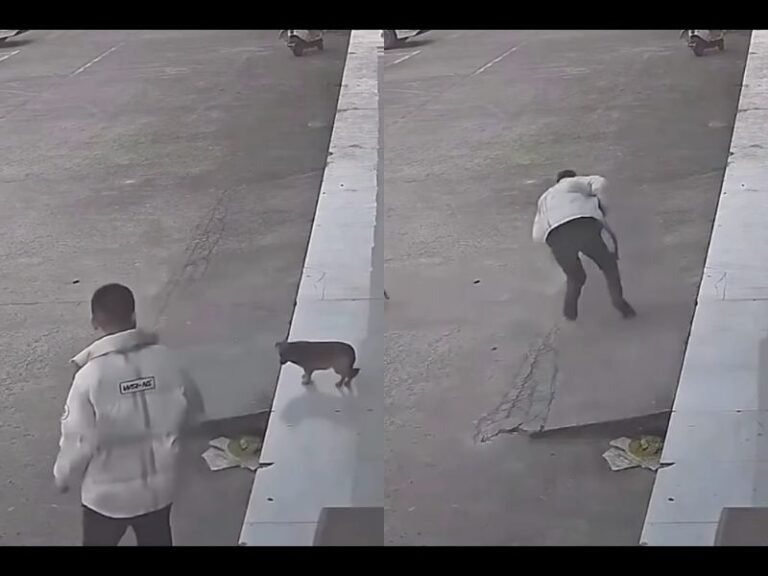 Man Tries to Scare Dog Outside Store, Slips and Falls as Calm Dog Walks Away Unharmed