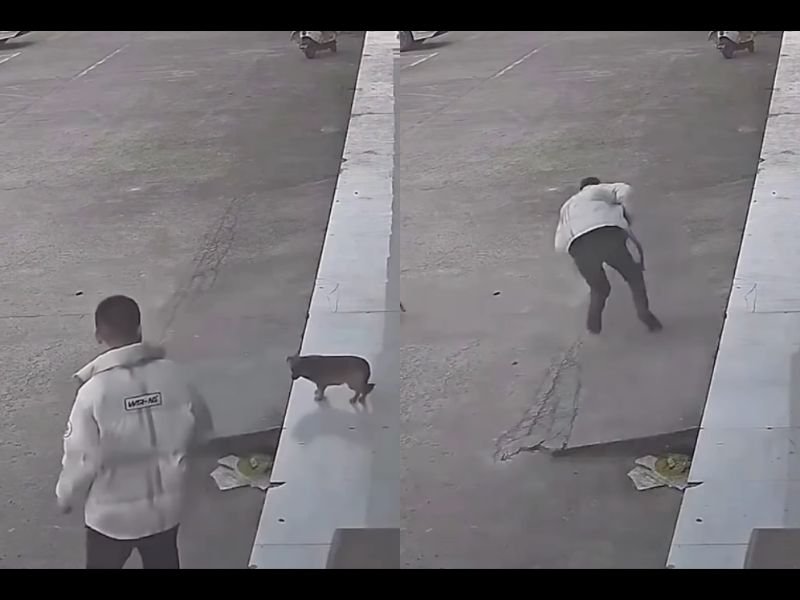 Man Tries to Scare Dog Outside Store, Slips and Falls as Calm Dog Walks Away Unharmed