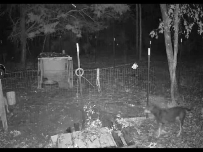 Meriwether County Families Terrorized as Packs of Wild Dogs Kill Livestock and Pets for Months With No Action From Authorities