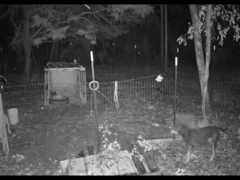 Meriwether County Families Terrorized as Packs of Wild Dogs Kill Livestock and Pets for Months With No Action From Authorities