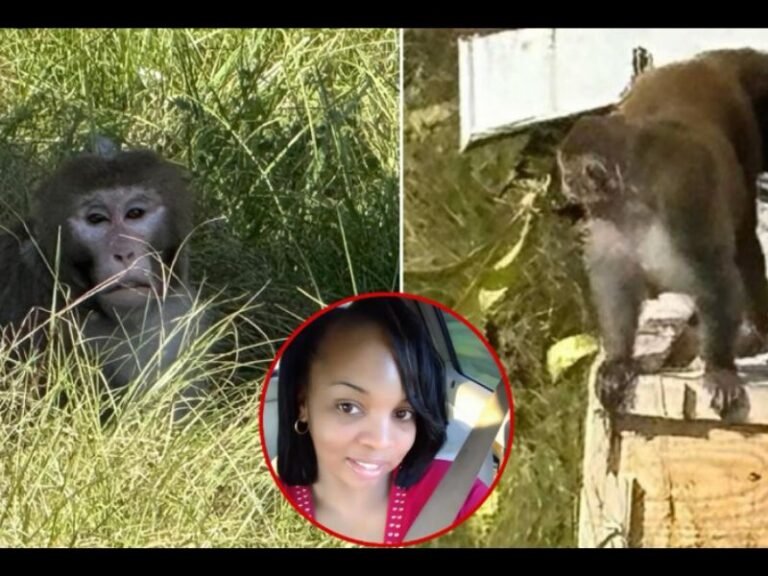 Mississippi Mother Fatally Shoots Escaped Lab Monkey After Fearing for Her Children’s Safety