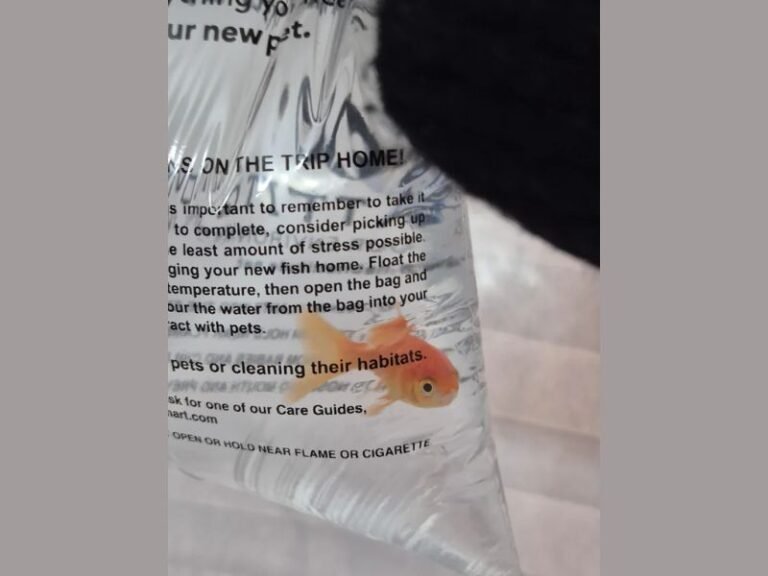 Parent Outraged After 4-Year-Old Receives a Live Goldfish While Trick-or-Treating