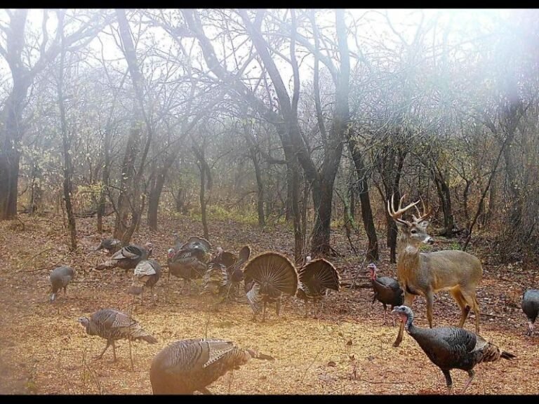 Wildlife Trail Camera Captures Whitetail Deer and Wild Turkeys Sharing the Scene in Oklahoma Woods