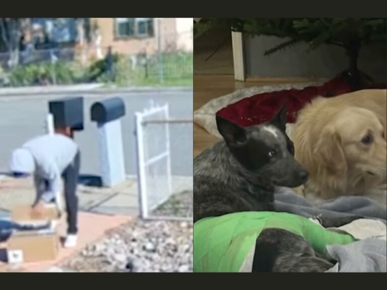 California Porch Pirate Leaves Gate Open While Stealing Packages, Allowing Family’s Dog to Escape and Suffer Severe Injuries