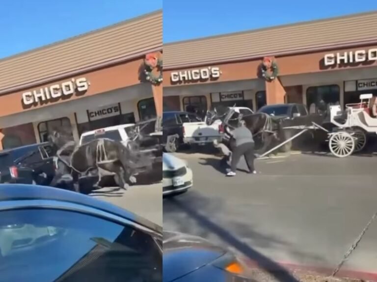Carriage Ride Crash At Kingsgate Center In Texas Sends Passenger Falling As Two Horses Collide, Leading To Cancellation Of All Seasonal Rides