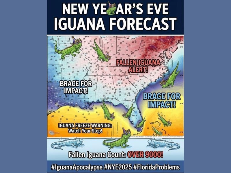 Florida Faces New Year’s Eve Freeze Threat As Falling Iguana Alert Issued Across The State