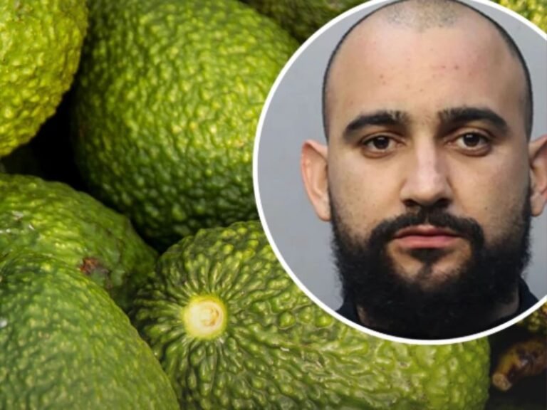 Florida Man Arrested After Stealing 400 Pounds of Avocados From Miami Grove to Sell for Christmas Gift Money, Deputies Say
