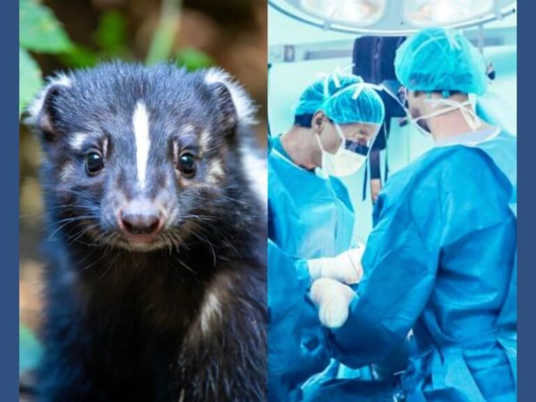 Michigan Man Dies from Rabies After Receiving Kidney Transplant from Idaho Donor Attacked by Skunk, CDC Confirms