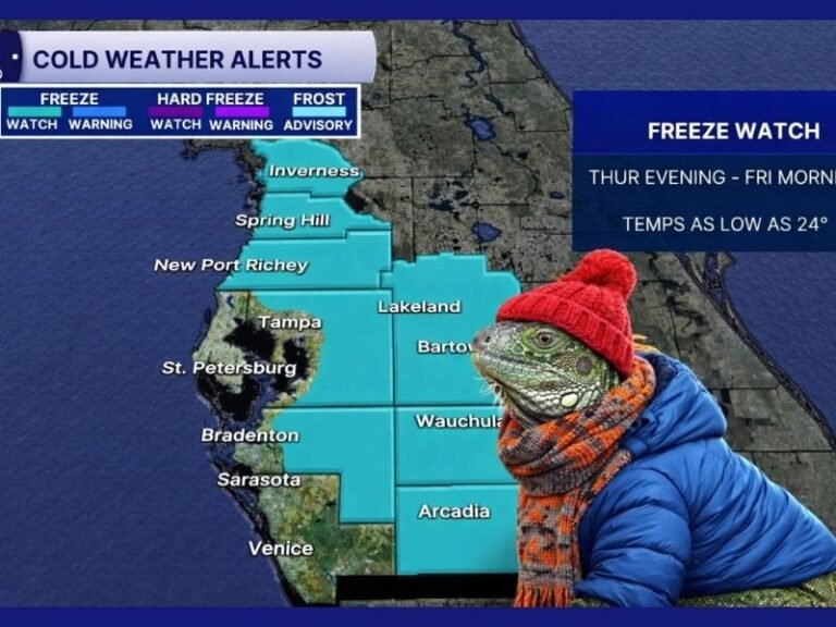 Florida Freeze Watch Prompts Warnings as Temperatures Drop Into the 20s and Iguanas May Fall From Trees