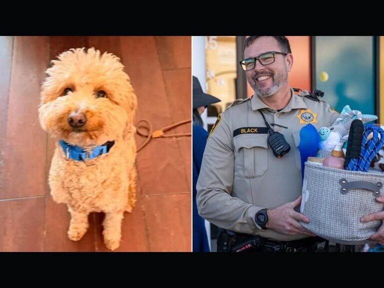 Abandoned at Las Vegas Airport, 2-Year-Old Mini Goldendoodle ‘Jet Blue’ Adopted by Officer Who Helped Rescue Him