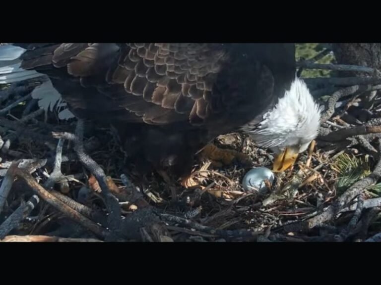 Big Bear Bald Eagles Jackie and Shadow Lay Third Egg After Earlier Nest Losses, Renewing Hope for 2026 Hatch Season