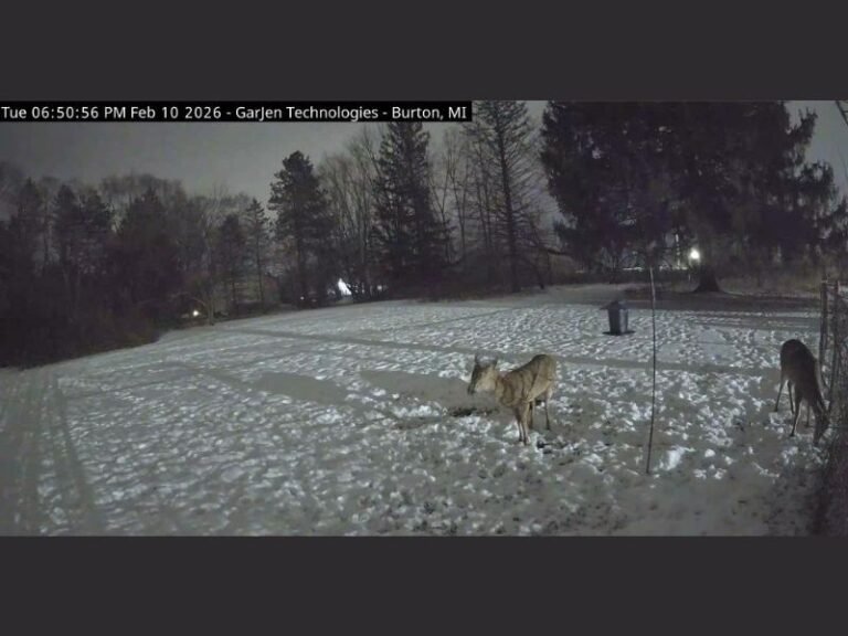 Burton, Michigan Wildlife Camera Goes Live as Snowy Backyard Draws Deer During February Cold Spell