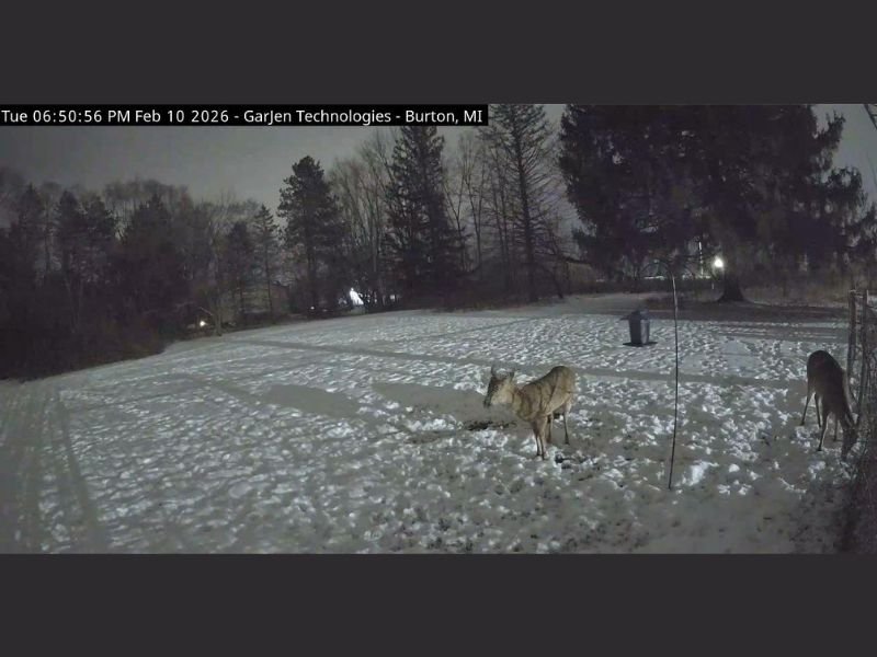 Burton, Michigan Wildlife Camera Goes Live as Snowy Backyard Draws Deer During February Cold Spell