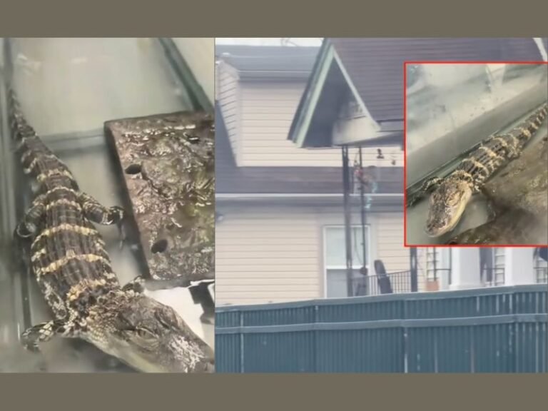 Detroit Police Find 2-Foot Alligator During Narcotics Raid Near Livernois and Joy, Animal Control Removes Reptile