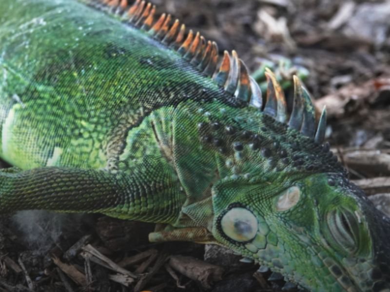 Florida Emergency Order Lets Residents Collect Cold-Stunned Iguanas During Winter Weather, Permit Rules Temporarily Waived