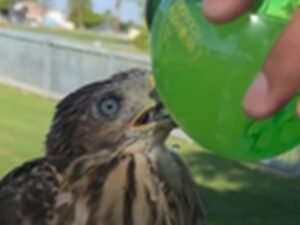 Los Angeles Man Cesar Gustavo Diaz Sentenced After Pouring Alcoholic Drink Into Cooper’s Hawk’s Mouth in Viral Video