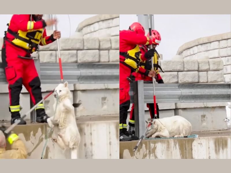 Michigan Crews Pull Dog From Icy Detroit River After Distress Call, Rescue Teams Rush Animal to Care