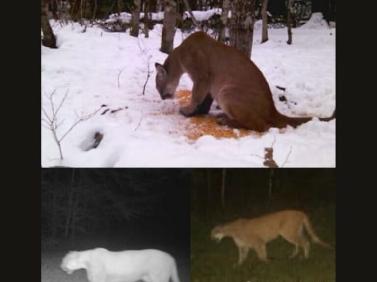 Michigan Records Highest Number of Confirmed Cougar Sightings in More Than a Century, State Wildlife Officials Say