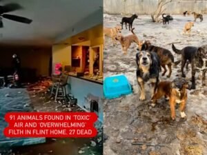 Michigan Search Warrant Uncovers 91 Animals in “Toxic” Flint Township Home as Police Report 27 Found Dead