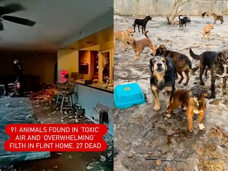 Michigan Search Warrant Uncovers 91 Animals in “Toxic” Flint Township Home as Police Report 27 Found Dead
