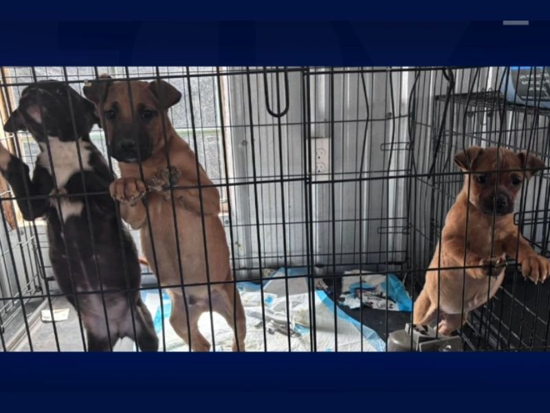 More Than 70 Dogs at North Georgia Shelter Face Euthanasia as Overcrowding Crisis Leaves Only 11 Kennels Available