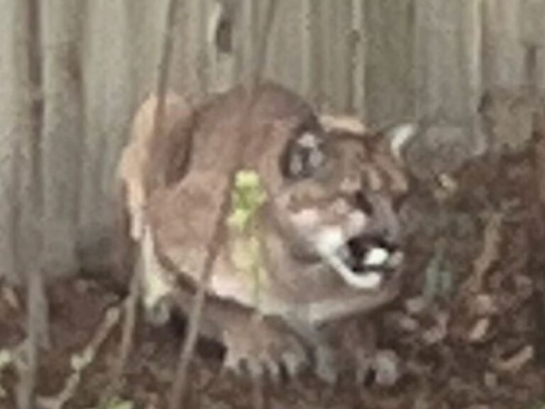 North Bay Mountain Lion Sighting Prompts Police Alert After Animal Spotted Roaming Through Sebastopol Neighborhoods