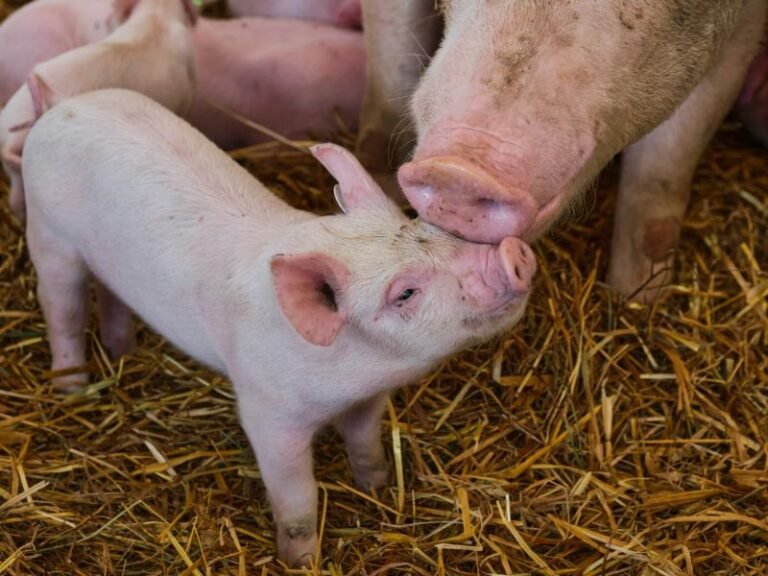 Oregon Initiative Petition 28 Seeks to Ban Animal Slaughter, Hunting and Testing by Extending Pet-Level Cruelty Protections to All Animals