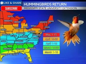 Ruby-Throated Hummingbirds Begin Spring Migration North From Texas and Florida Toward the Carolinas and Midwest