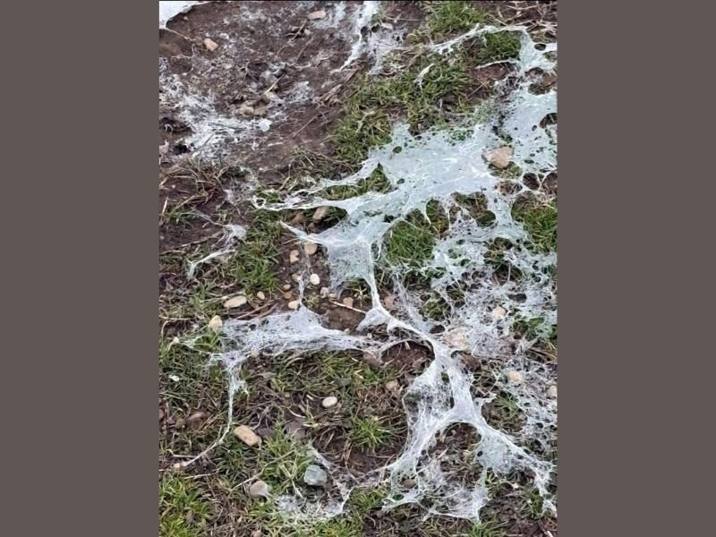 ‘Snow Mold’ Spreads Across Oklahoma Lawns After Arctic Blast, Leaving Spider-Web-Like Patches as Snow Quickly Melts