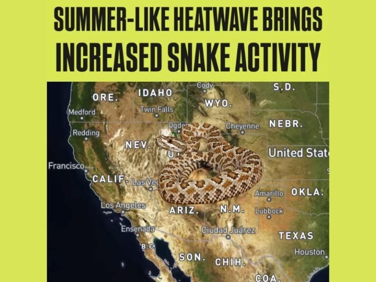 Arizona, New Mexico, Texas, Nevada and California See Surge in Rattlesnake Activity as Extreme Heatwave Spreads Across Southwest and Southern Plains