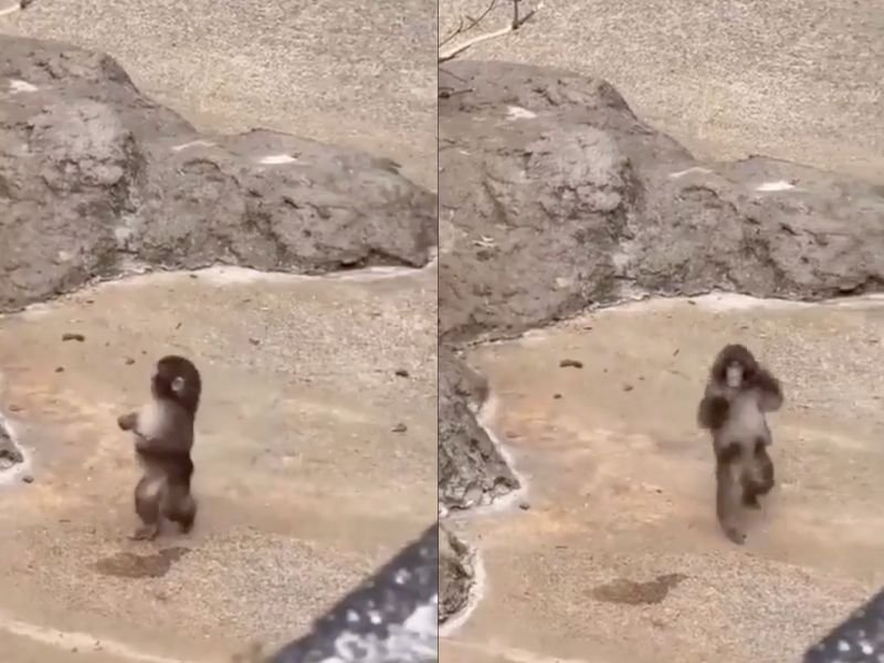Baby Monkey “Little Punch” Learns to Walk Upright on Two Legs, Surprising Caretakers With Rare Skill at Such a Young Age