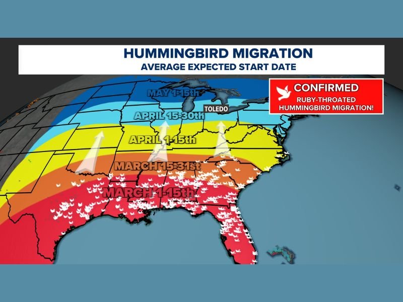 Florida, Georgia, South Carolina, North Carolina, Alabama, Tennessee, Mississippi, Arkansas, Louisiana and Texas See Ruby-Throated Hummingbird Migration Surge Moving Toward Ohio Valley