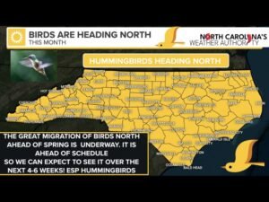 Hummingbirds and Migratory Birds Head North Early This Spring; North Carolina Expected to See Arrivals Over the Next 4–6 Weeks
