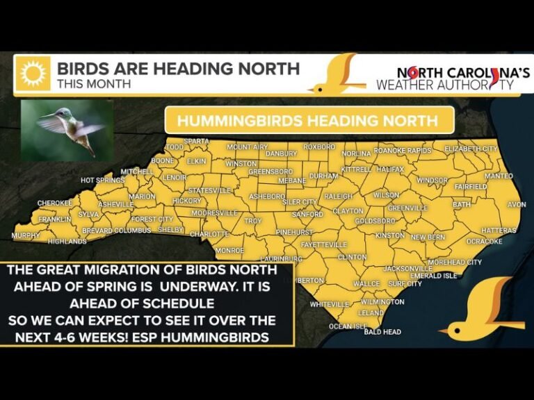Hummingbirds and Migratory Birds Head North Early This Spring; North Carolina Expected to See Arrivals Over the Next 4–6 Weeks