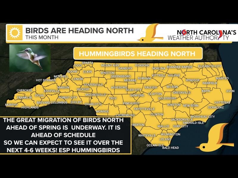 Hummingbirds and Migratory Birds Head North Early This Spring; North Carolina Expected to See Arrivals Over the Next 4–6 Weeks