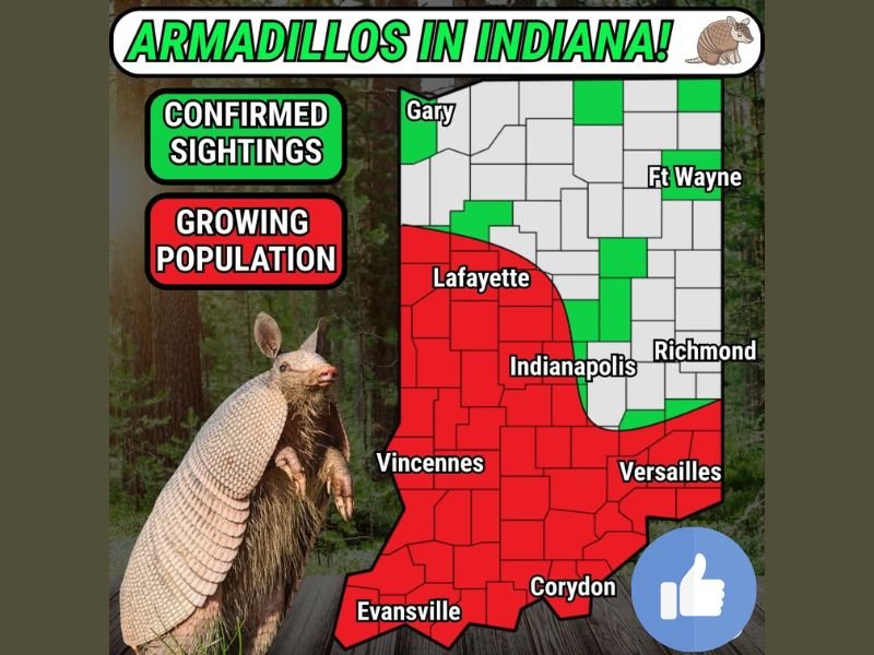 Indiana Sees Surge in Armadillo Sightings Across Indianapolis, Vincennes and Evansville as Warmer Temperatures Drive Northward Expansion