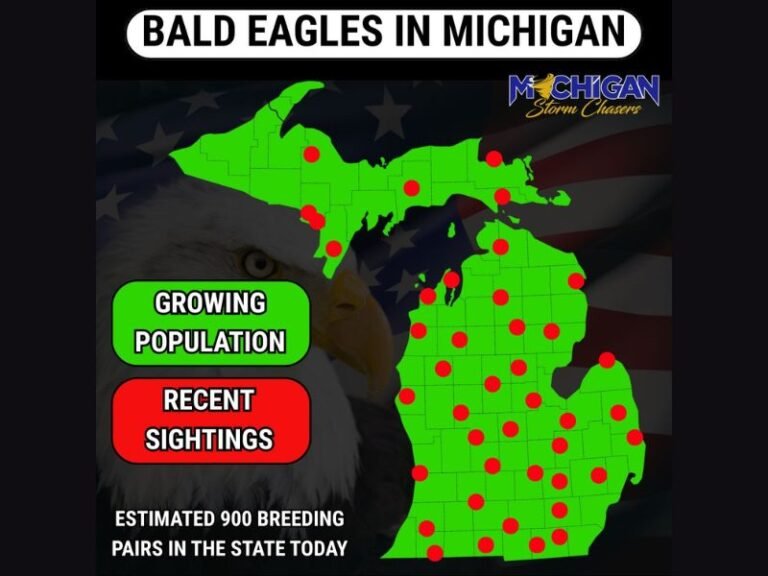 Michigan Bald Eagle Population Surges With Over 900 Breeding Pairs and Widespread Sightings Across Upper and Lower Peninsula
