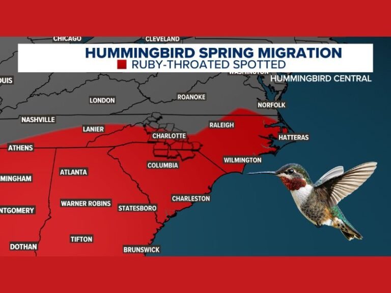 North Carolina, South Carolina and Georgia See Ruby-Throated Hummingbird Spring Migration Reach Charlotte and Raleigh Areas
