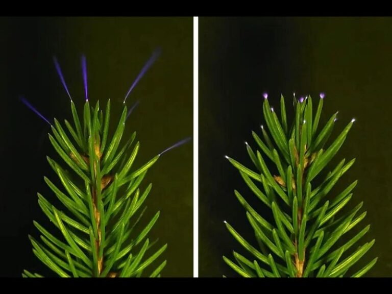 Scientists Capture Rare Ultraviolet Sparks Emitting From Treetops During Thunderstorms, Revealing Hidden Electrical Activity in Nature