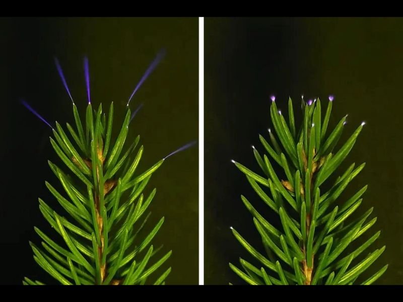 Scientists Capture Rare Ultraviolet Sparks Emitting From Treetops During Thunderstorms, Revealing Hidden Electrical Activity in Nature