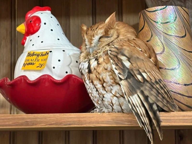Sleepy Owl Discovered Resting on Antique Store Shelf in East Durham, New York After Shoppers Mistake It for Decorative Item