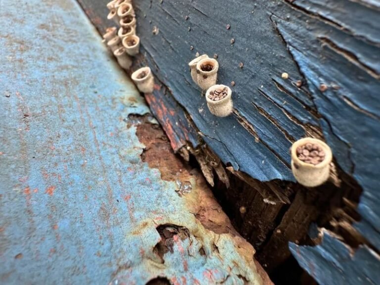 Strange Cup-Shaped Fungus Resembling Tiny Bird Nests Appears on Rotting Wood in Northern California, Leaving Observers Curious